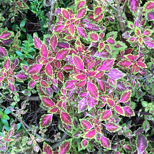 Great Learning Employee Harish Subramanian's profile photo